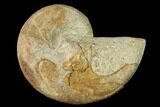 Pliensbachian Nautilus (Cenoceras) Fossil - France #152702-1